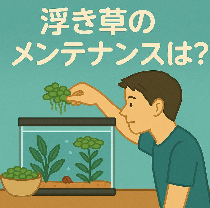 浮草が増えすぎたときの間引きとメンテナンス法｜快適な水槽環境を保つために