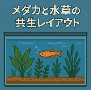 自然循環を感じるメダカと水草の共生レイアウト