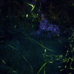 ホタルが舞うビオトープの作り方｜夜に輝く水辺を家庭で楽しむ方法