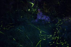 ホタルが舞うビオトープの作り方｜夜に輝く水辺を家庭で楽しむ方法