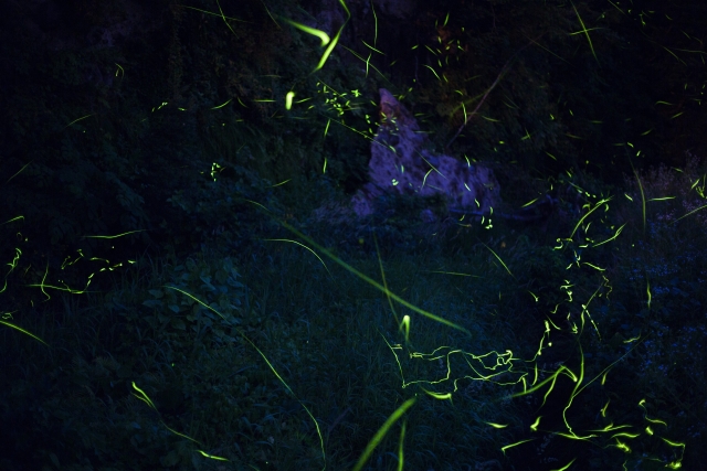 ホタルが舞うビオトープの作り方|夜に輝く水辺を家庭で楽しむ方法