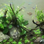 初心者でもできる水草の差し戻しテクニック｜成長を促す基本の方法とコツ