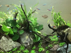 初心者でもできる水草の差し戻しテクニック｜成長を促す基本の方法とコツ