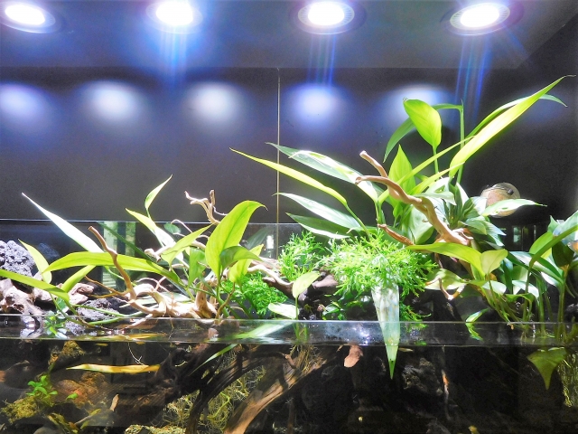 照明の熱で水槽の水温が上がるのを防ぐ方法