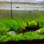 長期維持の秘訣｜水槽を安定させる３ステップ