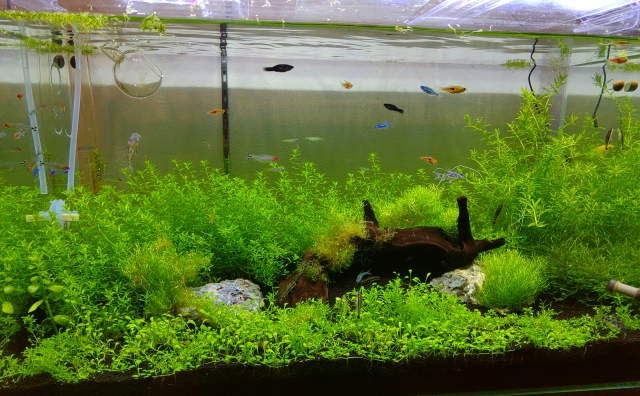 長期維持の秘訣|水槽を安定させる3ステップ