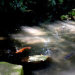 ビオトープで光と影を演出するテクニック｜水面に映る幻想的な景観の作り方