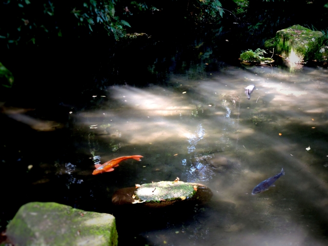 ビオトープで光と影を演出するテクニック｜水面に映る幻想的な景観の作り方