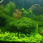 前景草を美しく育てる光とソイルの選び方｜緑のじゅうたんを実現する育成環境とは