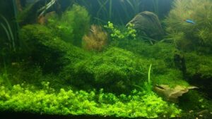 前景草を美しく育てる光とソイルの選び方｜緑のじゅうたんを実現する育成環境とは