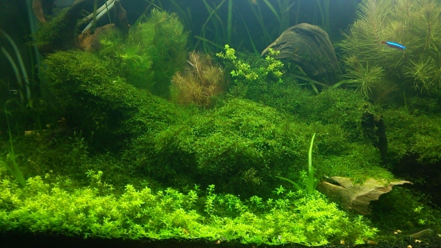 前景草を美しく育てる光とソイルの選び方｜緑のじゅうたんを実現する育成環境とは