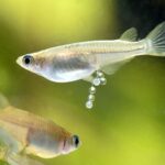 メダカの卵から育てるビオトープ観察日記｜成長の記録と管理のコツ