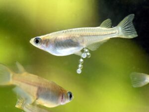 メダカの卵から育てるビオトープ観察日記｜成長の記録と管理のコツ