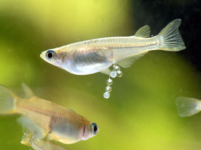 メダカの卵から育てるビオトープ観察日記|成長の記録と管理のコツ