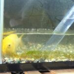 水草が溶ける原因と再生のための応急処置｜急変にも慌てない対策法