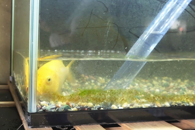 水草が溶ける原因と再生のための応急処置｜急変にも慌てない対策法