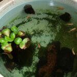 メダカとタニシの共生環境づくり｜自然に近い暮らしで水槽管理もラクになる秘訣