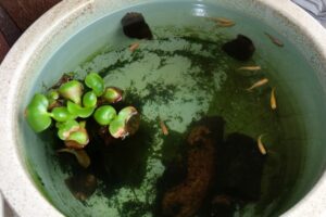 メダカとタニシの共生環境づくり｜自然に近い暮らしで水槽管理もラクになる秘訣