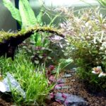 トラブルが起きにくいアクアリウムの習慣