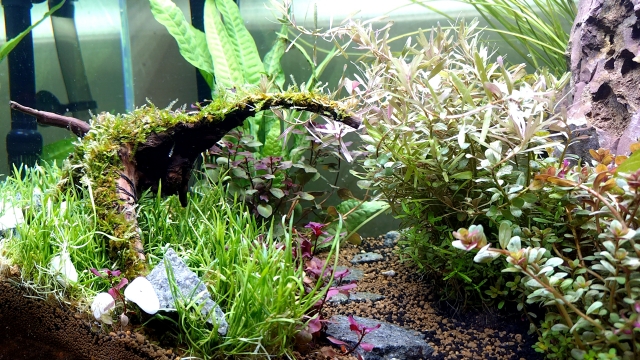 トラブルが起きにくいアクアリウムの習慣