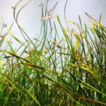 水草が成長しない原因を探るメンテの視点