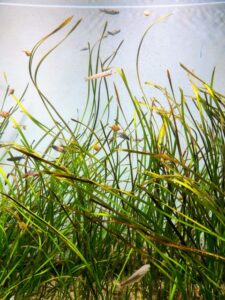 水草が成長しない原因を探るメンテの視点