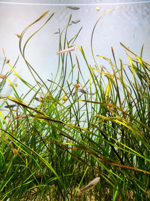 水草が成長しない原因を探るメンテの視点