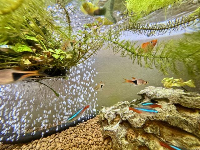 トリミング後に新芽を出させる方法|水草を健康に保つ再生管理のポイント