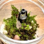 コケリウムとアクアリウムの違いを徹底比較｜目的・管理・魅力の違いを解説