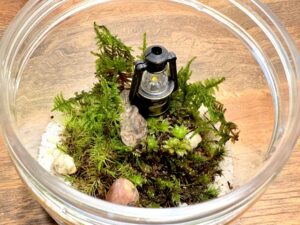 コケリウムとアクアリウムの違いを徹底比較｜目的・管理・魅力の違いを解説