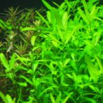 水草の病気と回復のためのケア方法｜症状別に見る原因と対処法