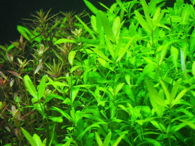 水草の病気と回復のためのケア方法|症状別に見る原因と対処法