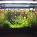 水草を長持ちさせる照明と温度のベストバランス｜美しさを保つための維持管理術