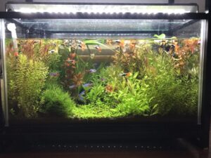 水草を長持ちさせる照明と温度のベストバランス｜美しさを保つための維持管理術