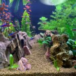 初心者が選びやすい低光量で育つ水草5選｜ライトが弱くても楽しめるアクアリウム入門