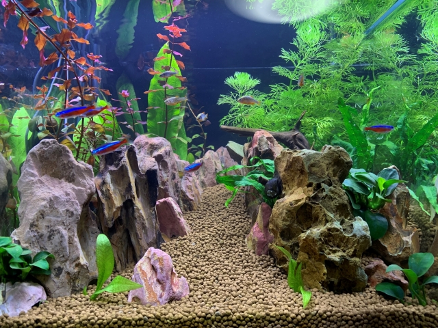 初心者が選びやすい低光量で育つ水草5選|ライトが弱くても楽しめるアクアリウム入門