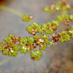 雨上がりのビオトープを美しく楽しむ｜水滴が生む幻想的な水辺の景色