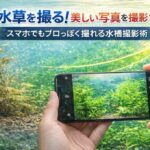 水草を撮る！美しい写真を撮影するコツ｜スマホでもプロっぽく撮れる水槽撮影術