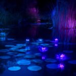 夜のライトアップで楽しむ幻想的なビオトープ