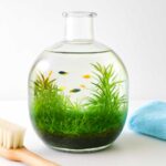 ガラスボトルの曇りを防ぐメンテナンス法｜ボトルアクアリウムを美しく保つ掃除のコツ