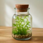 コルク蓋ボトルでかわいいインテリアを演出｜水草と楽しむボトルアクアリウムのすすめ