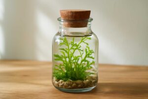コルク蓋ボトルでかわいいインテリアを演出|水草と楽しむボトルアクアリウムのすすめ