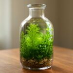 ギフトにも最適！贈って喜ばれる水草ボトル