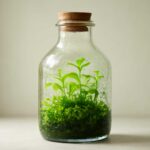 ボトル水景を長持ちさせる湿度管理術｜水草と水景を守るコツ