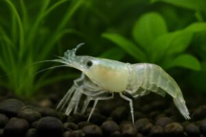 エビが脱皮しやすい環境の整え方|健康な成長を支える水槽管理のポイント