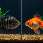 共生できない魚の組み合わせを知っておこう｜相性の悪い混泳パターンと対策法