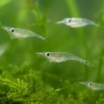 ミナミヌマエビの繁殖と稚エビ育成｜自然な繁殖サイクルをサポートする飼育環境とは？
