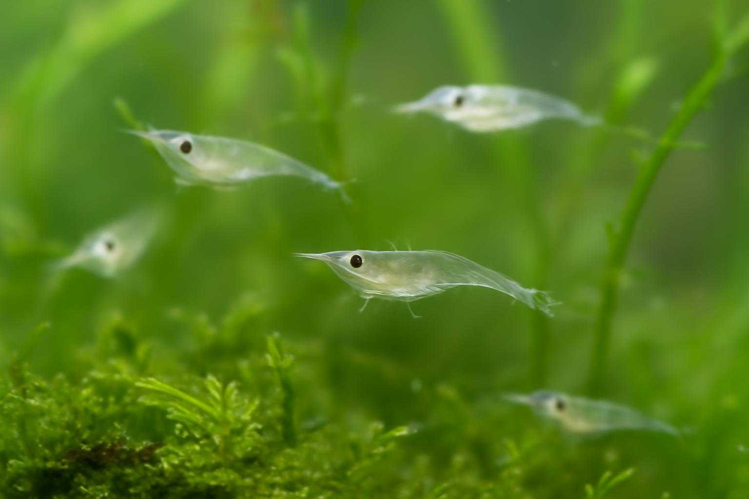 ミナミヌマエビの繁殖と稚エビ育成｜自然な繁殖サイクルをサポートする飼育環境とは？
