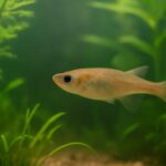 メダカの寿命と長生きさせるポイント｜健康管理と飼育環境の見直しで延命を目指す