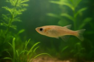 メダカの寿命と長生きさせるポイント｜健康管理と飼育環境の見直しで延命を目指す